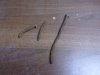 Pitch pine_002.JPG