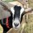 Goatman